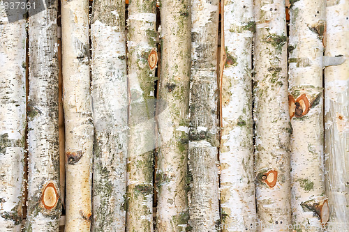 Image of Birch tree