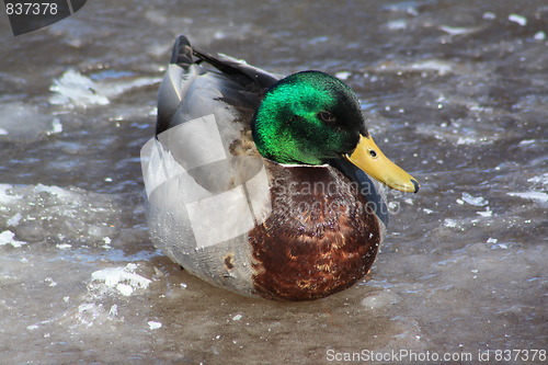 Image of Male mallard