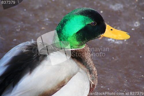 Image of Male mallard