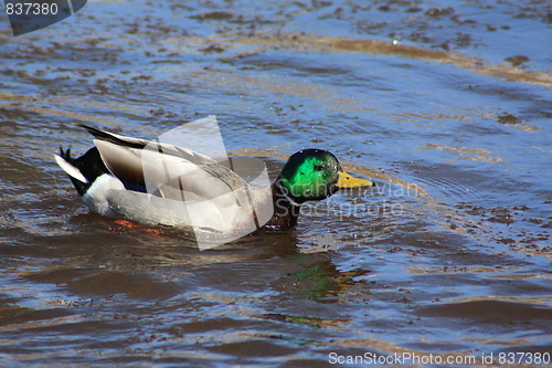 Image of Male mallard