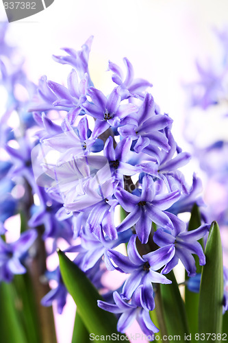 Image of hyacinth