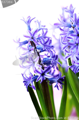 Image of hyacinth