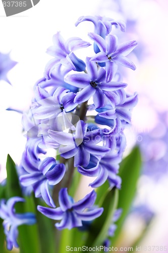 Image of hyacinth