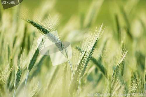 Image of Wheat