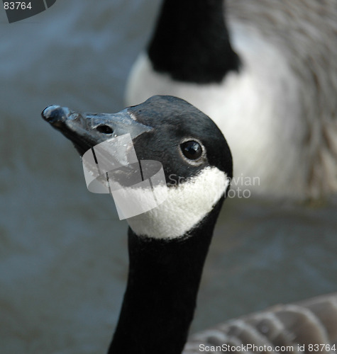 Image of Gandering Goose