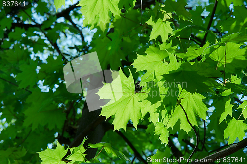 Image of Leaves