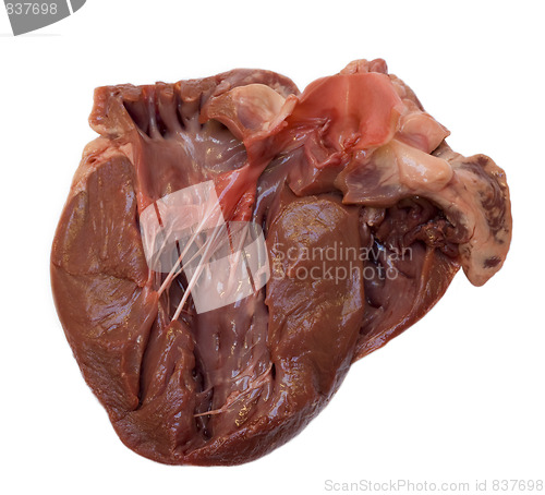 Image of Swine heart