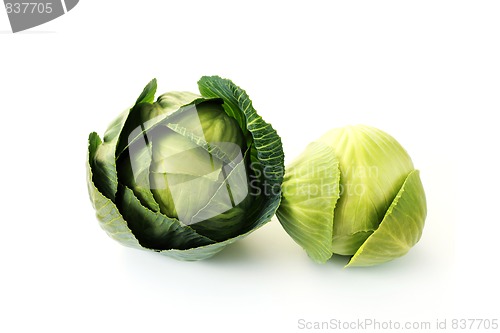 Image of green cabbage