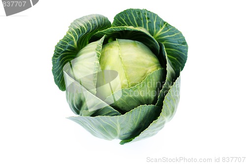 Image of green cabbage