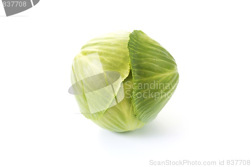 Image of green cabbage