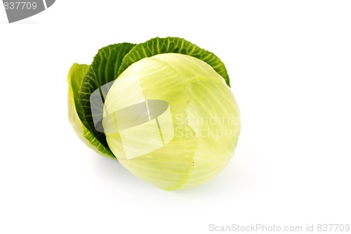 Image of green cabbage