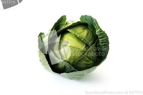 Image of green cabbage
