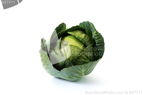 Image of green cabbage