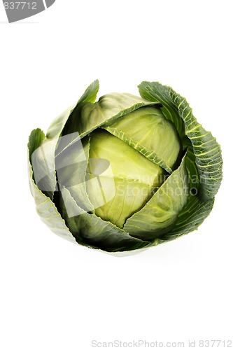 Image of green cabbage