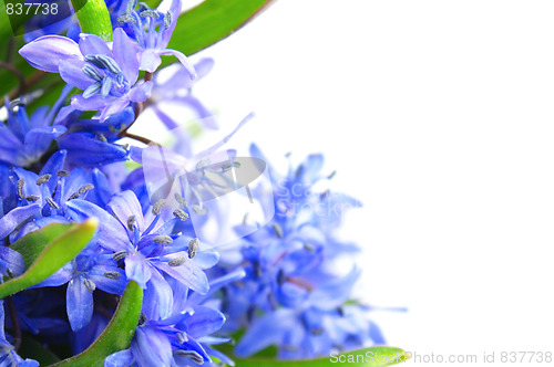 Image of Spring flowers