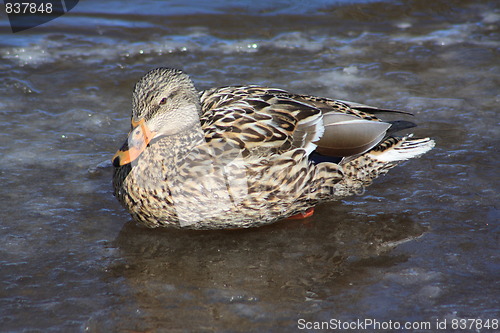 Image of Female mallard duck