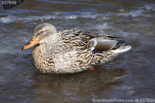 Image of Female mallard duck