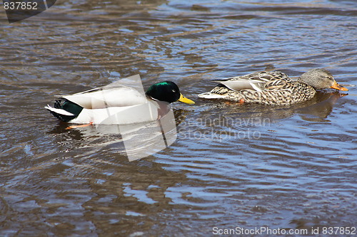 Image of Male and female mallard ducks
