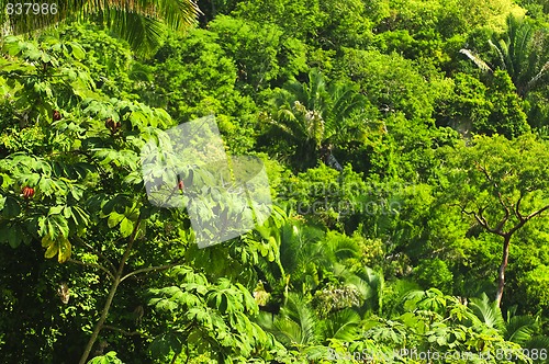 Image of Tropical jungle background