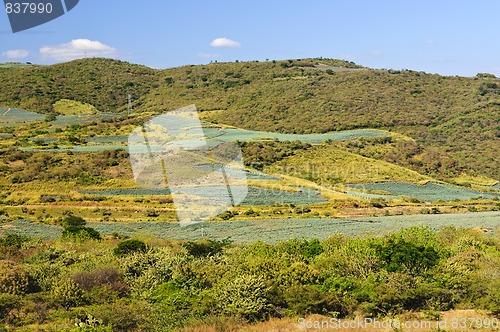 Image of Agave cactus field landscape in Mexico