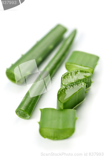 Image of Aloe vera plant pieces