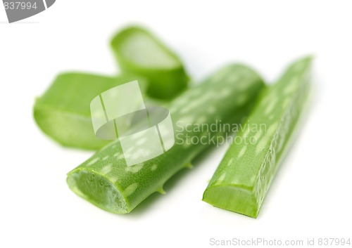 Image of Aloe vera plant pieces