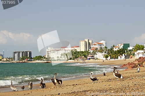 Image of Pelicans on beach in Mexico