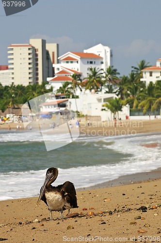 Image of Pelican on beach in Mexico