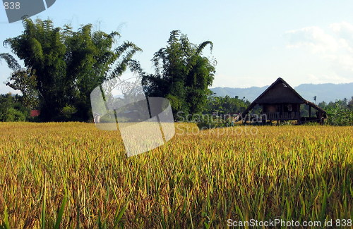 Image of The green of Laos. Luang Nam Tha