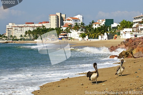 Image of Pelicans on beach in Mexico