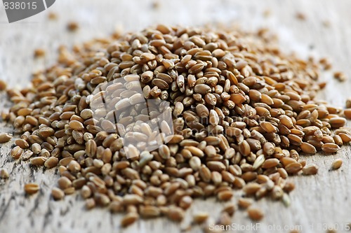 Image of Whole grain wheat kernels closeup