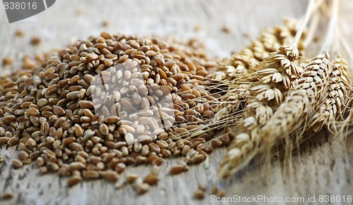 Image of Whole grain wheat kernels closeup