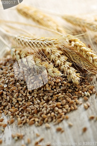 Image of Whole grain wheat kernels closeup