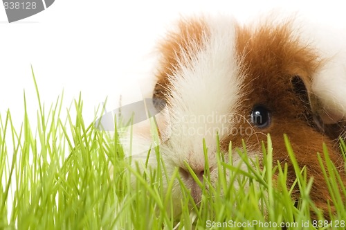 Image of guinea pig isolated on the white background