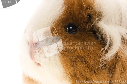 Image of guinea pig isolated on the white background