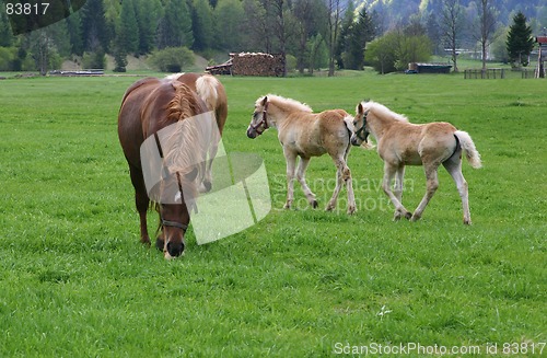 Image of foals