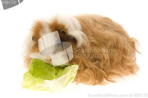 Image of guinea pig isolated on the white background