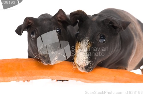 Image of skinny guinea pigs