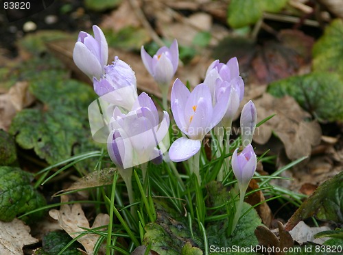 Image of crocuses