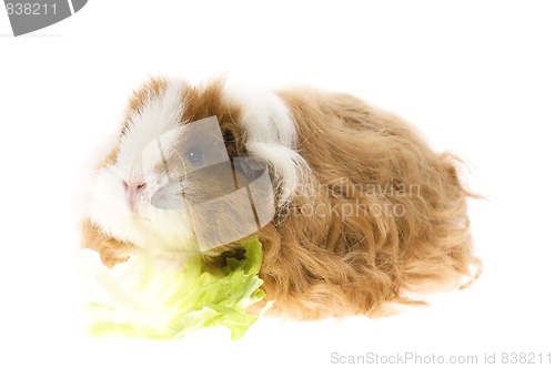 Image of guinea pig isolated on the white background