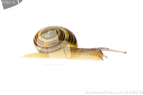 Image of snail