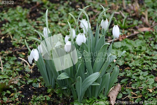 Image of galanthus