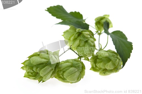 Image of Detail of hop cone and leaves