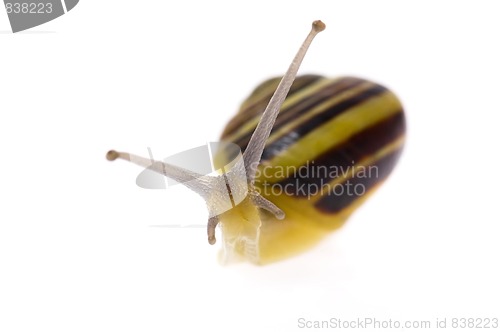 Image of snail