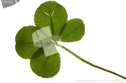 Image of Four Leaf Clover isolated on the white background