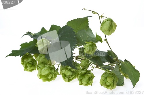 Image of Detail of hop cone and leaves