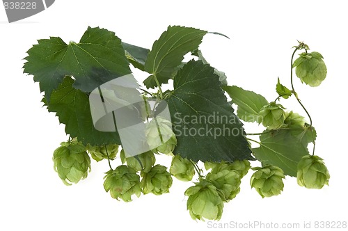 Image of Detail of hop cone and leaves