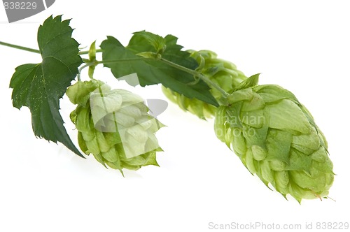 Image of Detail of hop cone and leaves
