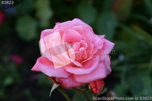 Image of rose