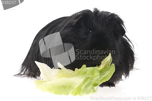 Image of guinea pig isolated on the white background